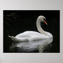 Recherche de cygnes blancs posters Animaux