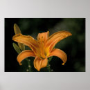 Suche nach orange lilien poster Fotografie