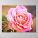 Suche nach antiquitäten poster Rose