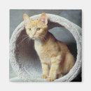 Suche nach orange katzen magnete Tier