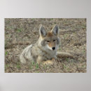 Suche nach werden sie kojote poster Kojoten