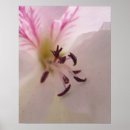 Recherche de géranium posters Photographie