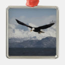 Suche nach fliegender vogel ornamente Weißkopfseeadler