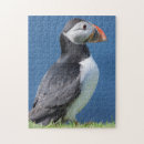 Recherche de macareux atlantique puzzles Falaise