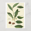 Recherche de feuilles thé cartes postales Ceylon