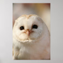 Recherche de barn owl posters Grange