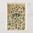 Recherche de illustration de fruit cartes postales Vintage