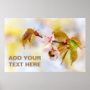Suche nach hanami poster Kirsche