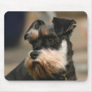 Recherche de schnauzer miniature tapis souris Mignon