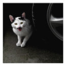 Recherche de moustache mignonne art Chat
