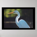 Suche nach stork poster Vögel