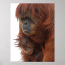 Suche nach orang utan baby poster Mutter und kind