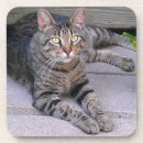 Suche nach cat untersetzer Kitty