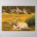 Recherche de poulain de cheval posters Équin