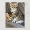 Suche nach geschwister postkarten Kätzchen