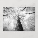 Recherche de forêt noire cartes postales Arbre