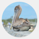 Recherche de pélican autocollants Faune