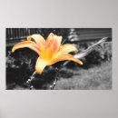 Suche nach taglilien poster Pflanze