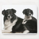 Recherche de chiot border collie tapis souris Animal