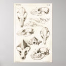 Recherche de hyène posters Vintage