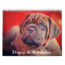 Recherche de dogue de bordeaux Animal