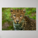 Recherche de jaguar art Nature