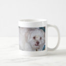 Recherche de lhasa apso tasses Chiot