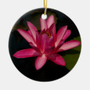 Recherche de waterlily Nénuphar