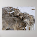Suche nach wildlife poster Wolf