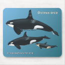 Recherche de orques tapis souris Baleine