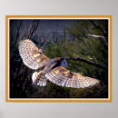 Suche nach schleiereule poster Vögel
