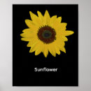 Suche nach gelbe sonnenblumen poster Für sie/ihn