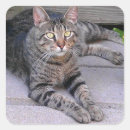 Recherche de chat tigré autocollants Minou