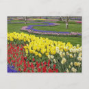Suche nach narzissen postkarten Blume