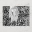 Suche nach weiße ziege postkarten Schwarz