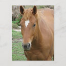 Recherche de gelatin cartes postales Équin