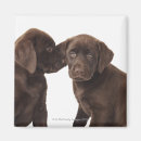 Suche nach labrador welpe magnete Tiere