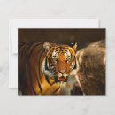 Recherche de tigres mignons cartes postales Zoo