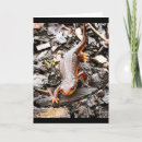 Recherche de salamandre vœux cartes Nature