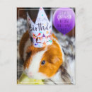 Suche nach meerschweinchen postkarten Süß