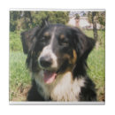 Recherche de canines carreaux Amoureux de les chiens