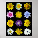 Suche nach spezies poster Blume