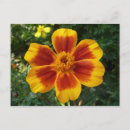 Recherche de fleurs oranges cartes postales Rouge