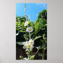 Suche nach hollyhock poster Alcea