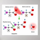 Recherche de peptide Protéine