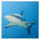 Recherche de requin carreaux Vie marine