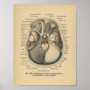 Recherche de yeux humains posters Anatomie