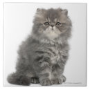 Suche nach sitz fliesen Katzen