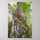 Suche nach ficus poster Feige
