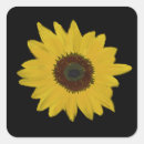 Suche nach sonnenblumen aufkleber Orange